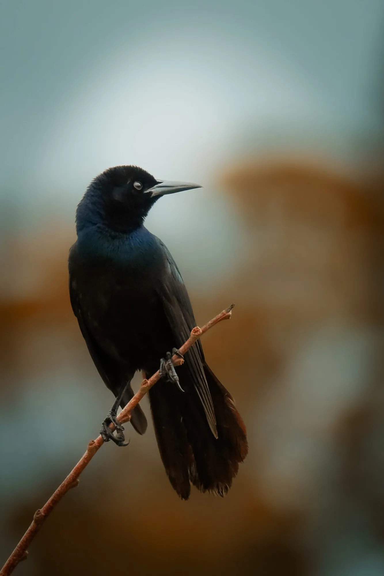 Boat-tailed Grackle. Birds photography by Robin Mehdee, South Florida.