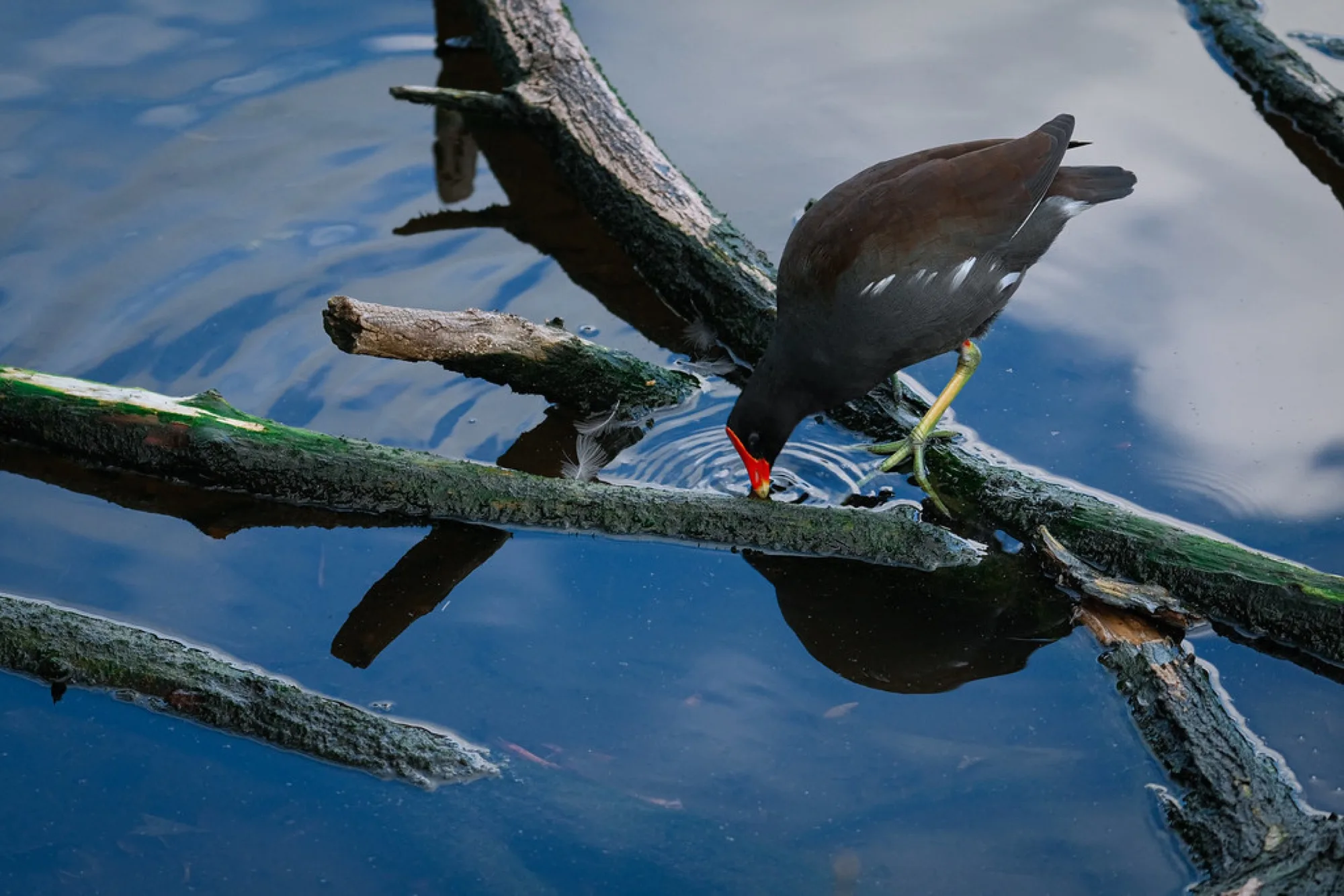 Common Gallinule, sipping. Birds photography by Robin Mehdee, South Florida.