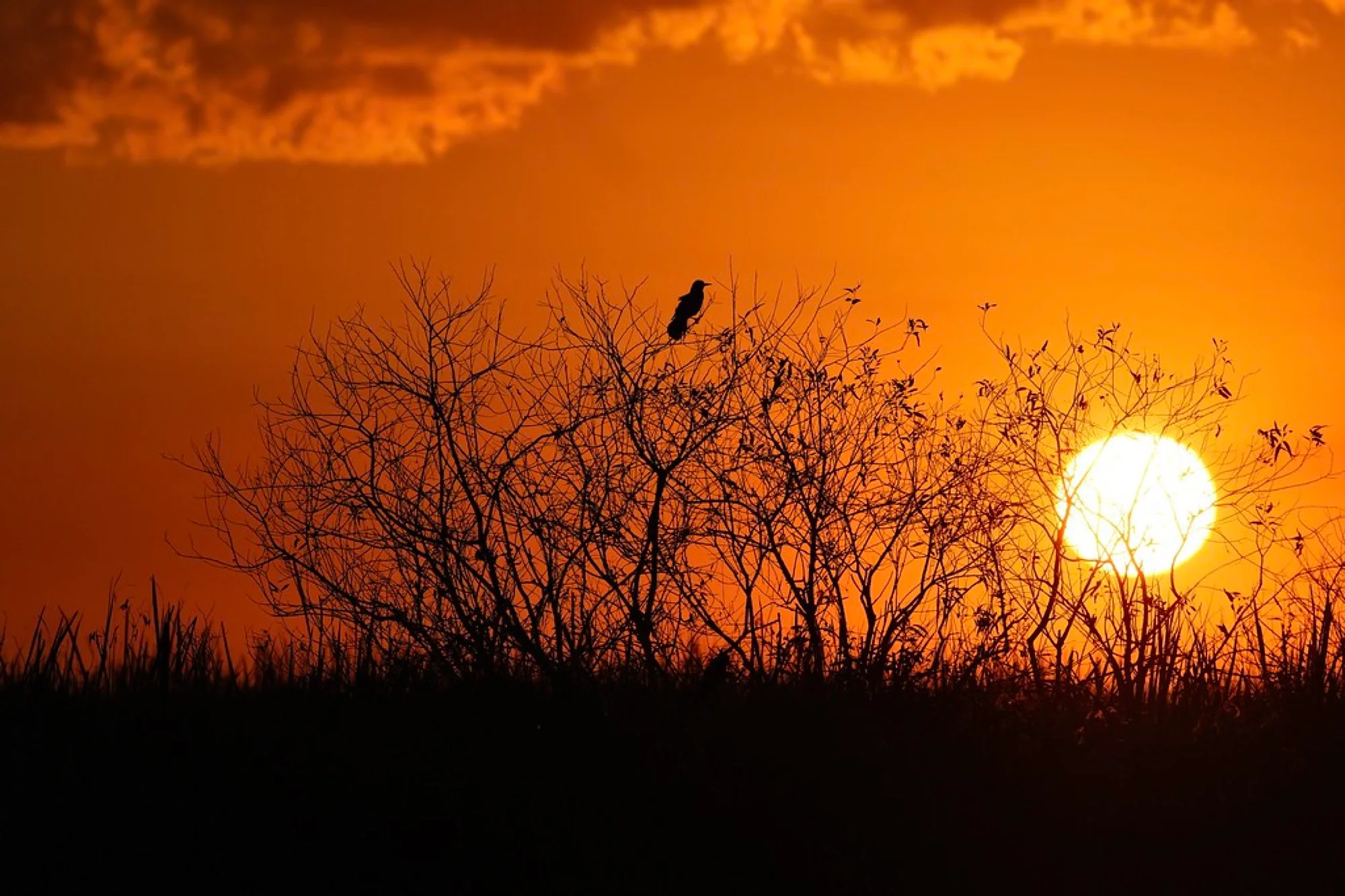 The Best Time of Year for Bird Photography in South Florida