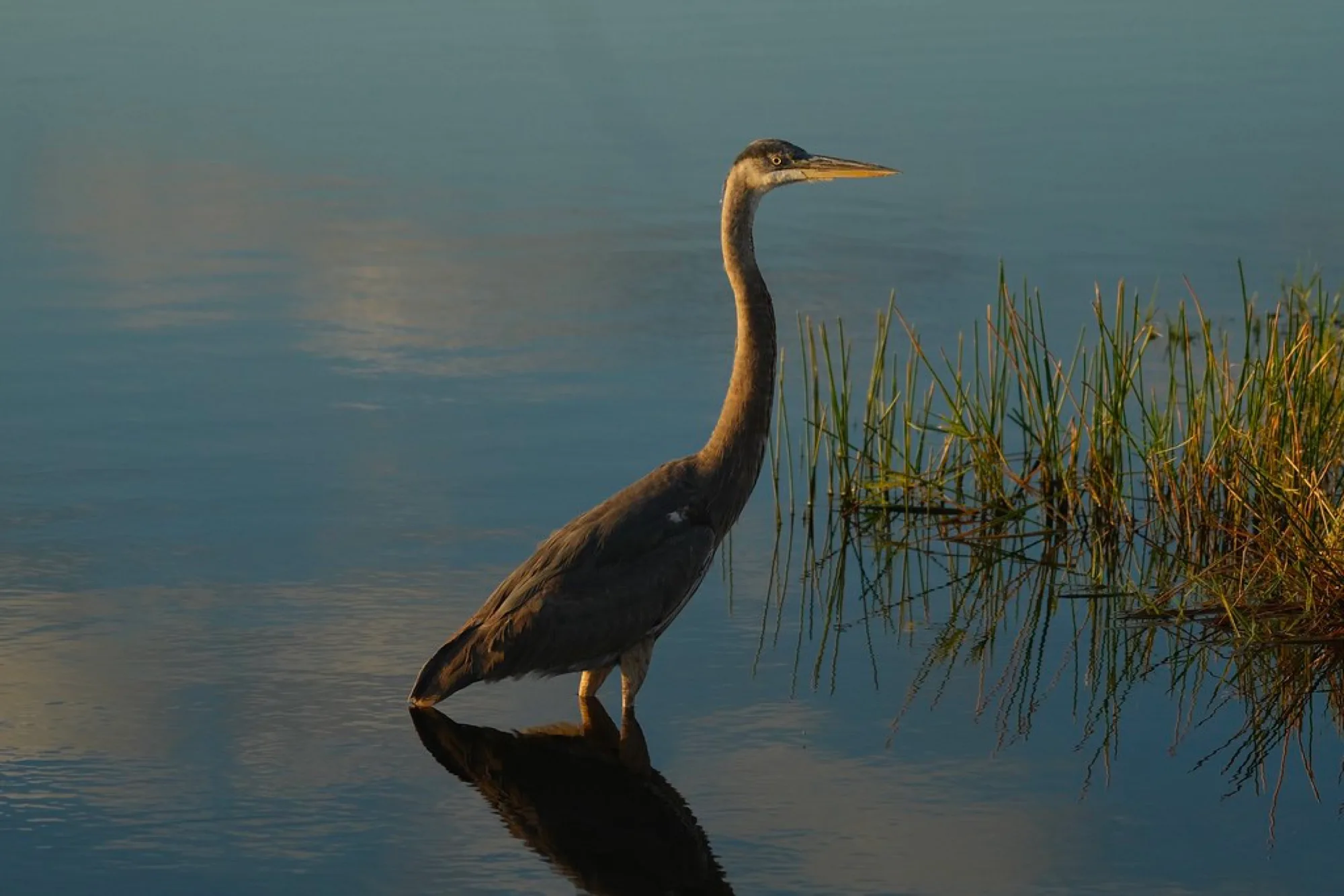 Great Blue Heron, last light. Birds photography by Robin Mehdee, South Florida.