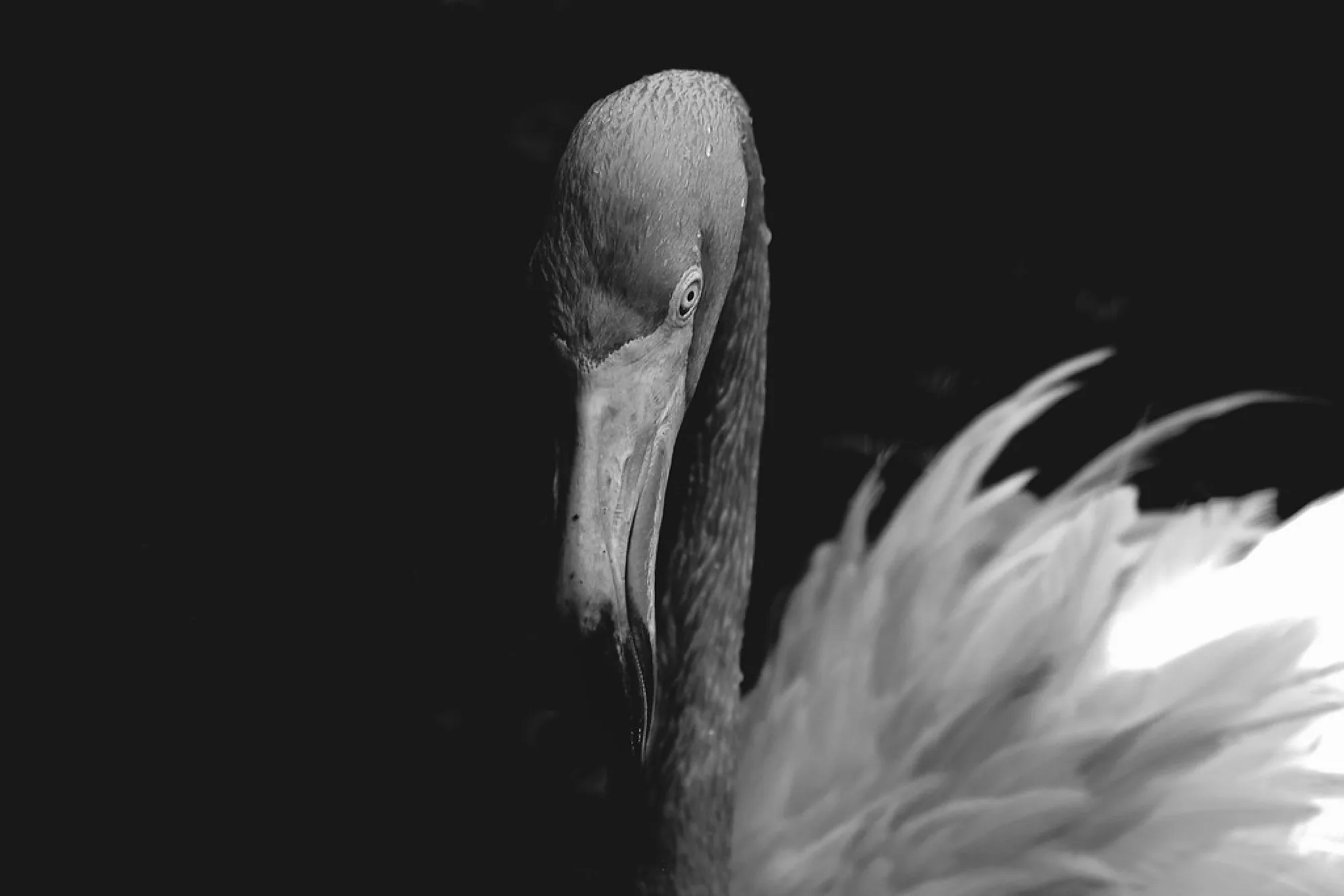 Flamingo in shadow. Birds photography by Robin Mehdee, South Florida.