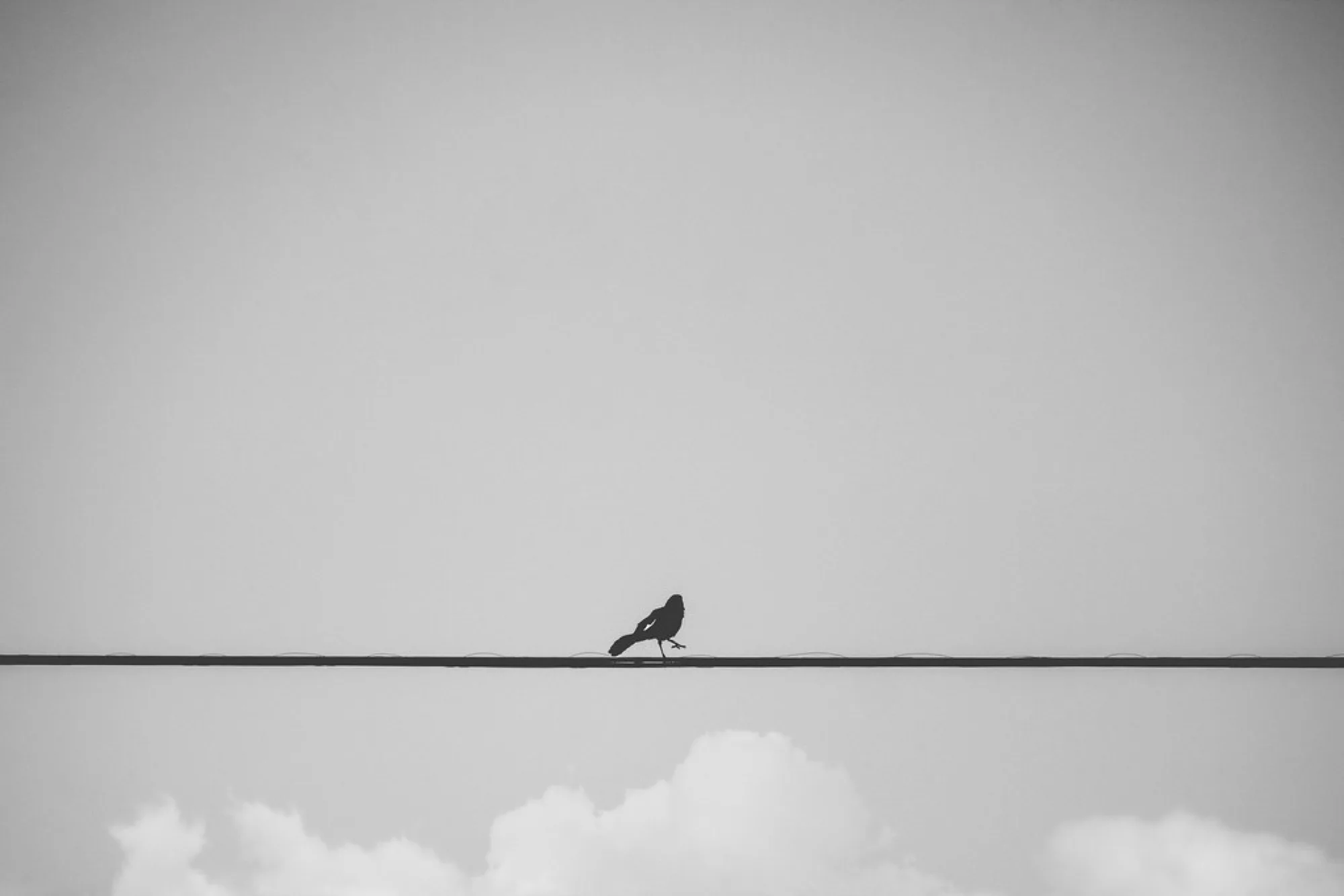 Bird on a wire. Birds photography by Robin Mehdee, South Florida.
