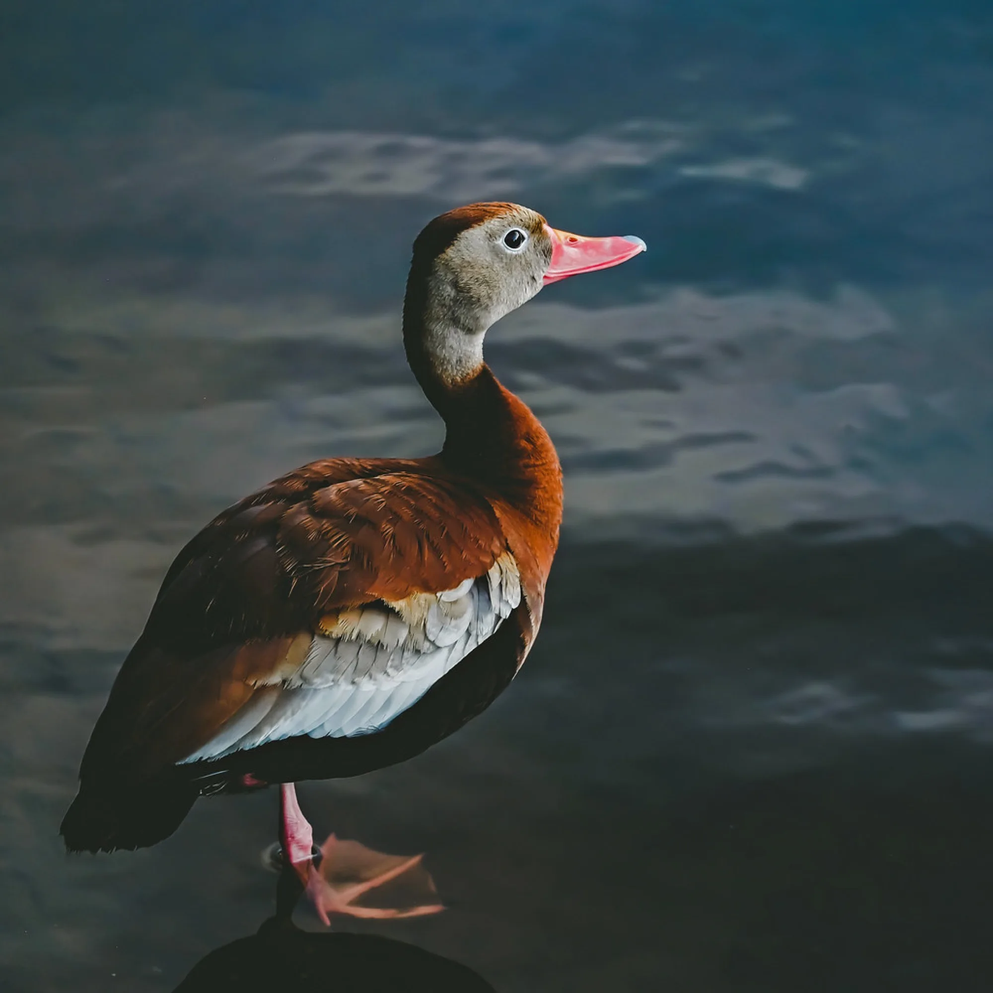 Black-bellied Whistling-Duck. Birds photography by Robin Mehdee, South Florida.