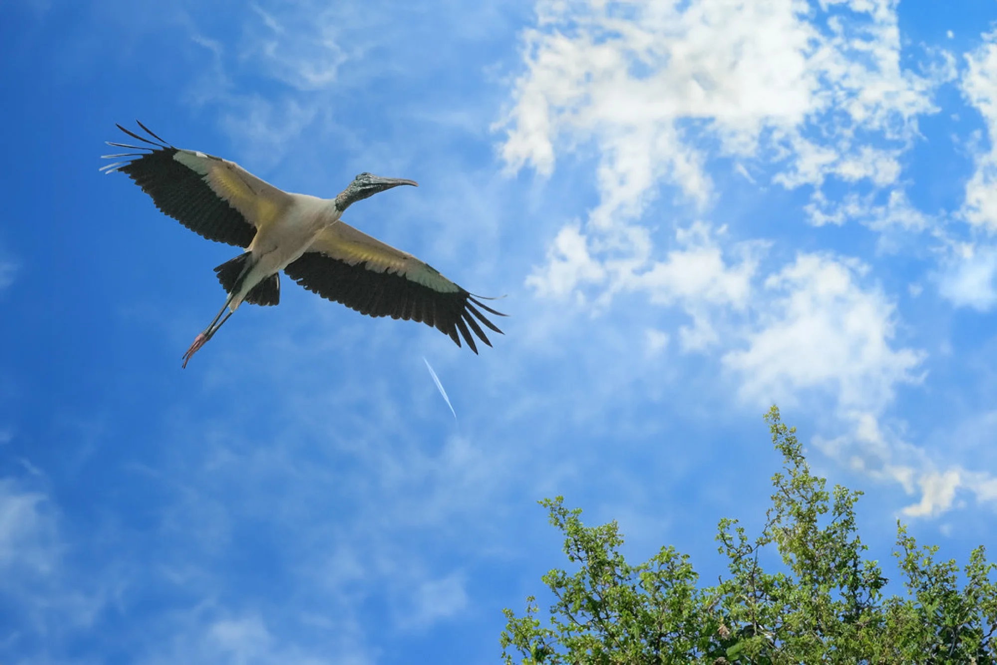 What Gear You Actually Need for Bird Photography (and What You Don't)