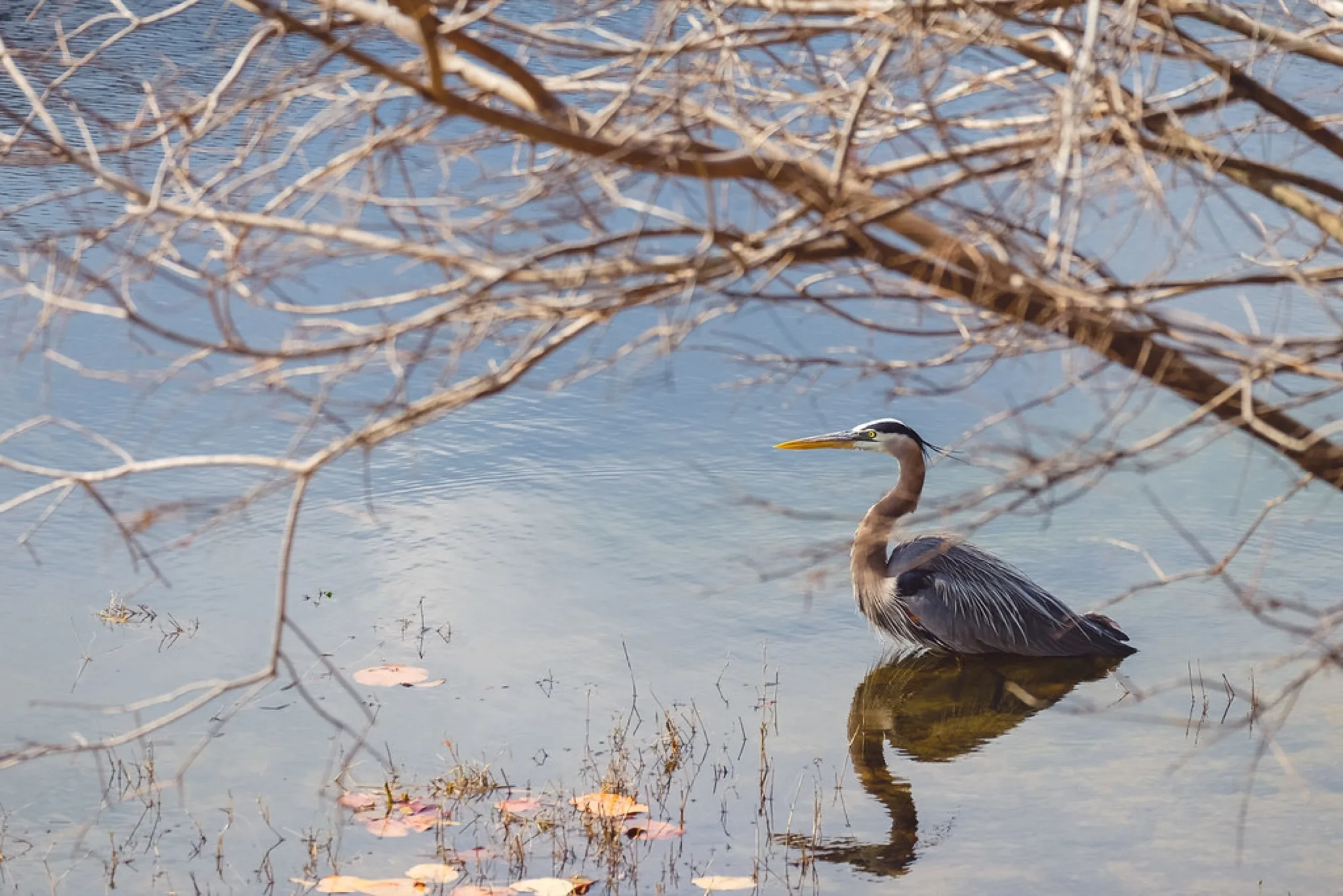 Great Blue Heron through the branches. Birds photography by Robin Mehdee, South Florida.