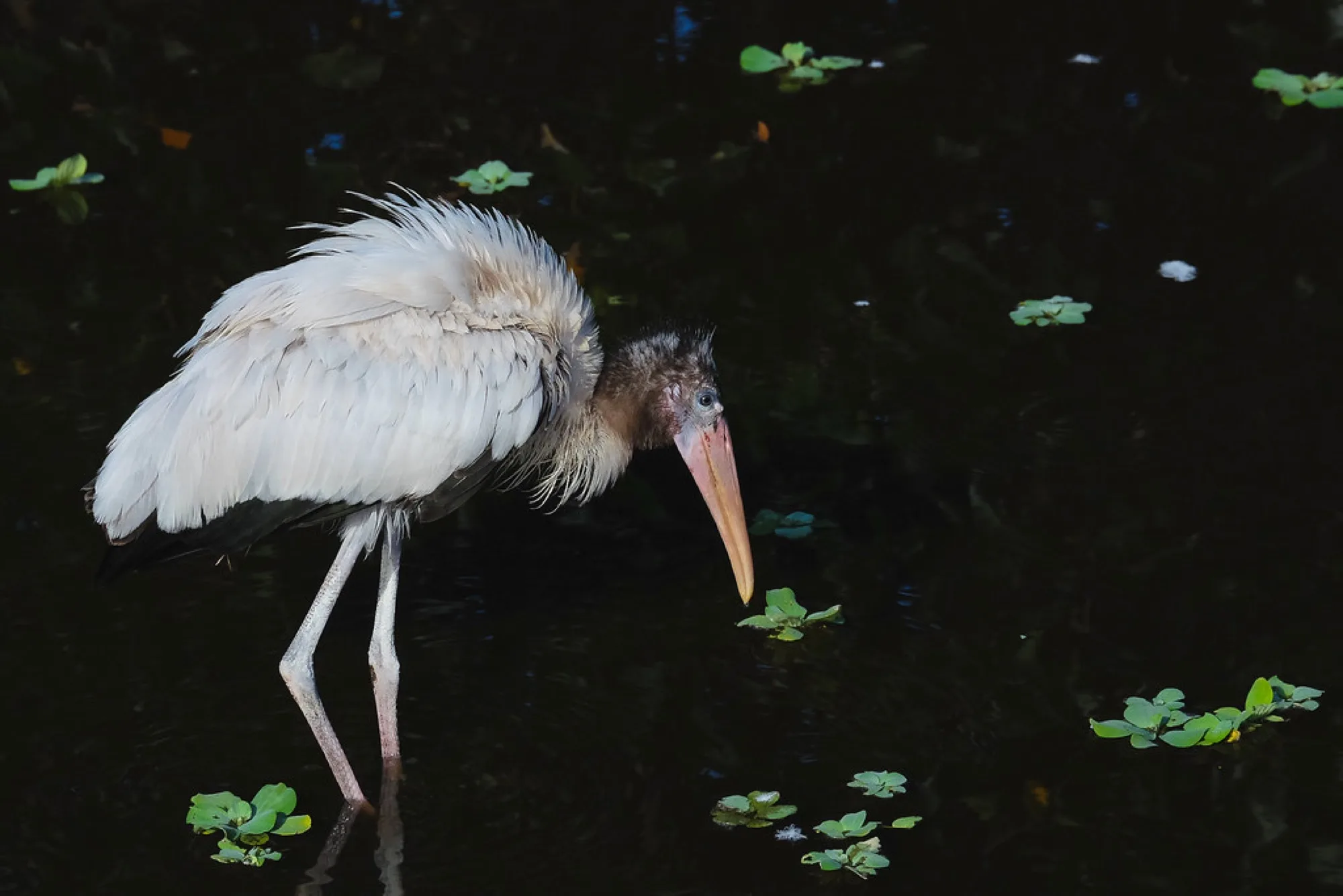 Wood Stork, foraging. Birds photography by Robin Mehdee, South Florida.
