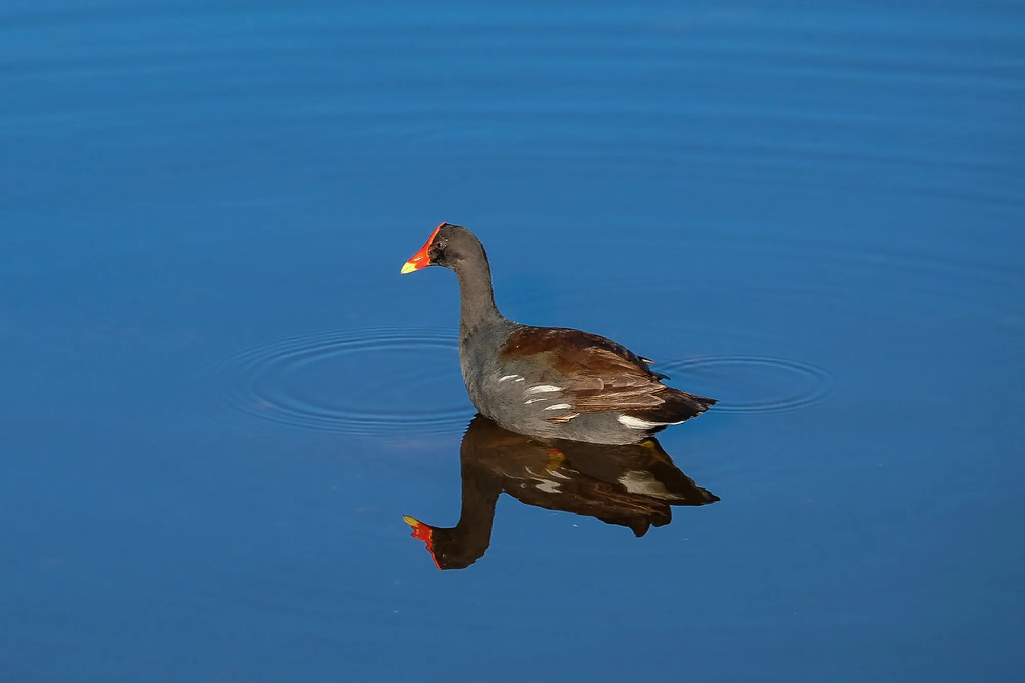 Common Gallinule, mirrored. Birds photography by Robin Mehdee, South Florida.