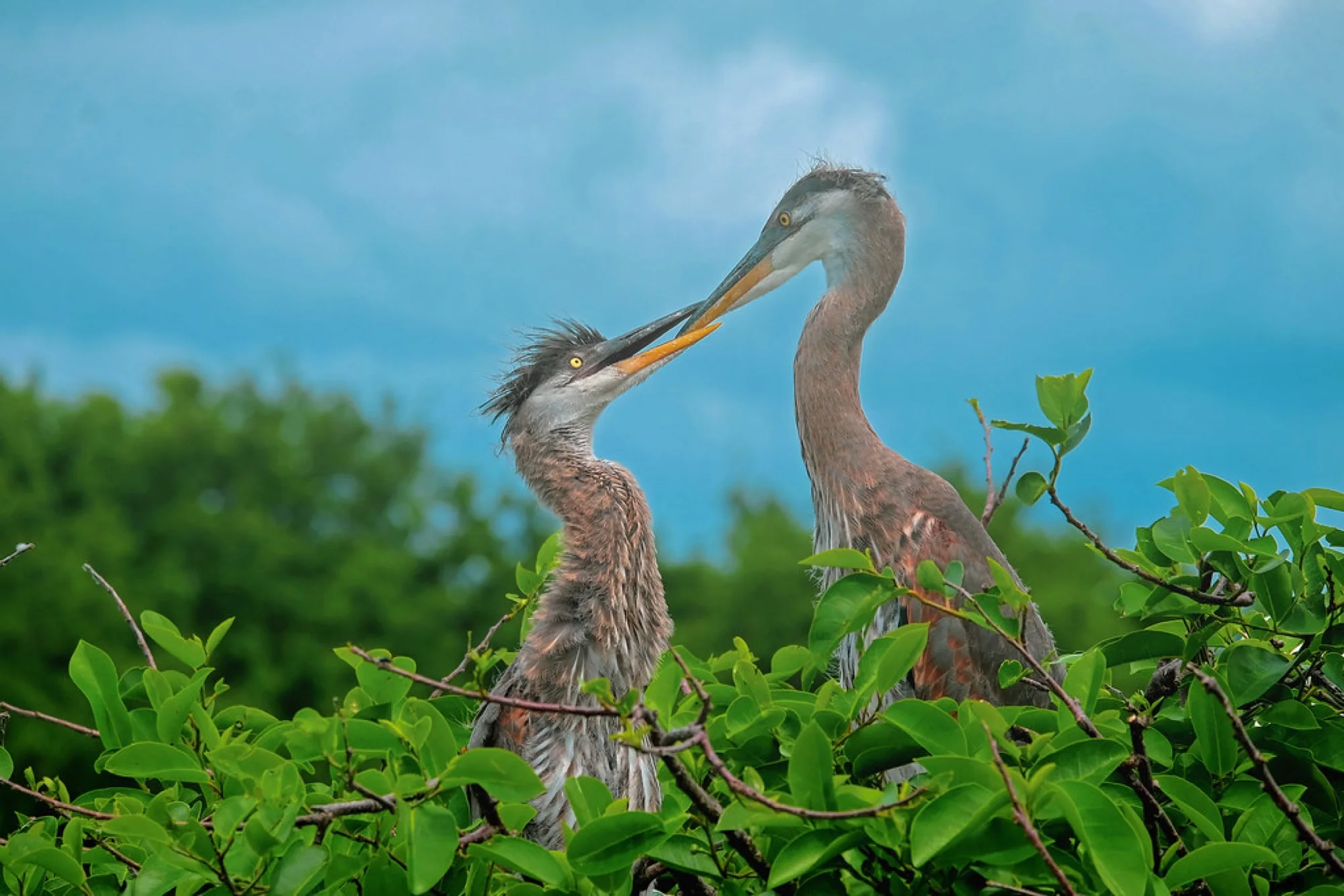 An Ethical Guide to Photographing Nesting Birds in Florida