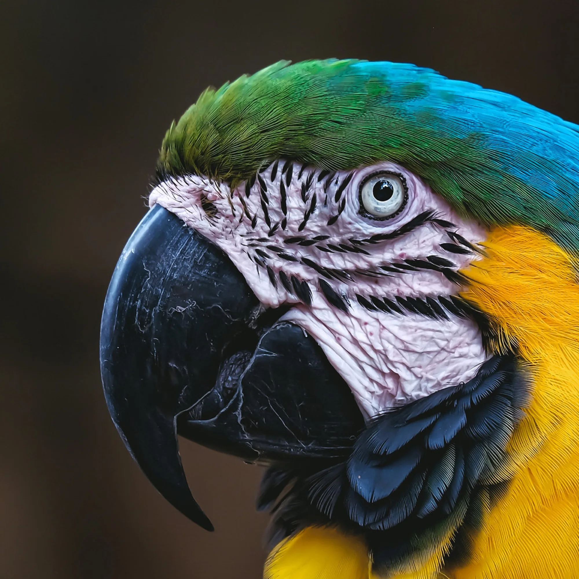 Blue-and-gold Macaw. Birds photography by Robin Mehdee, South Florida.
