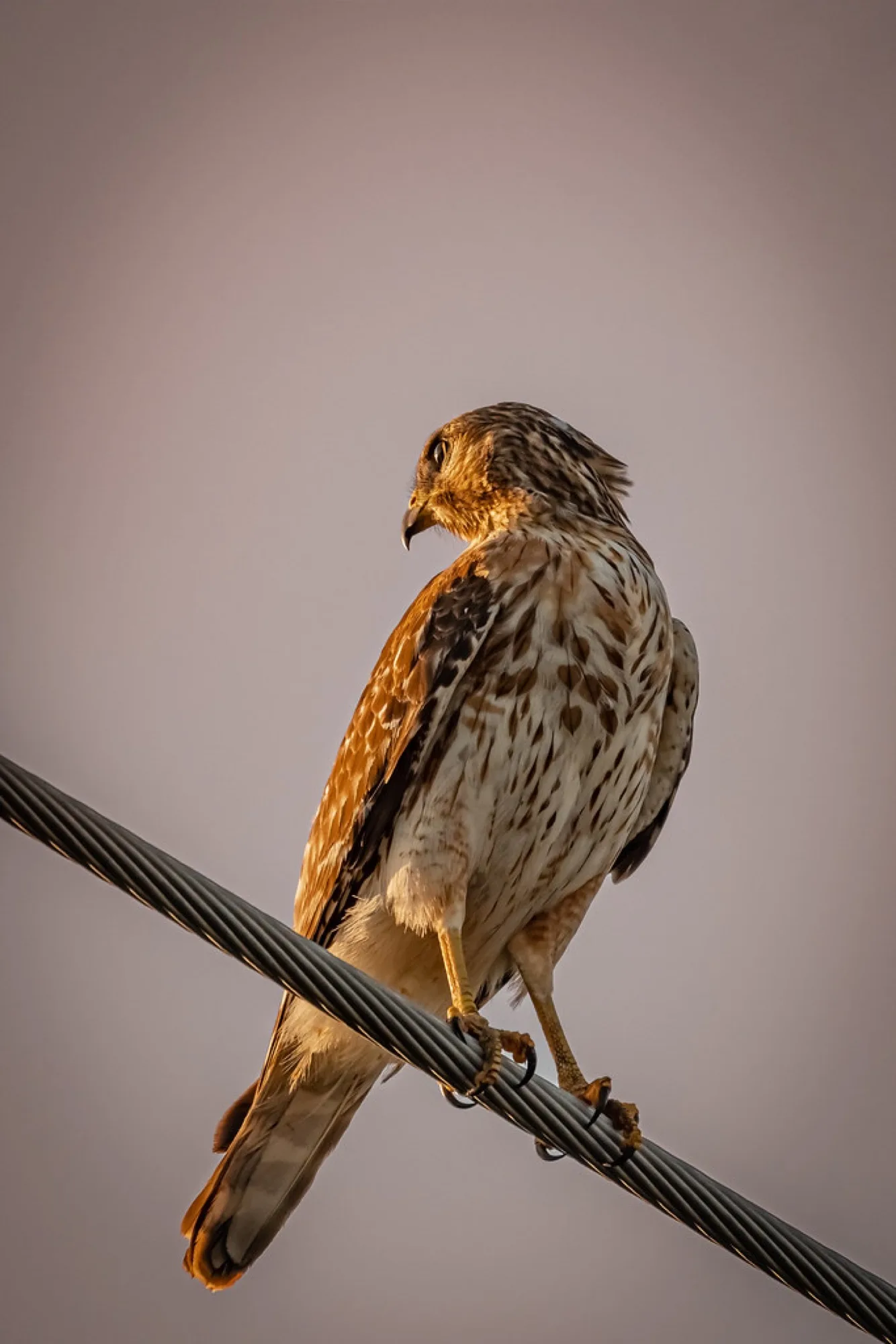 Red-shouldered Hawk at golden hour. Birds photography by Robin Mehdee, South Florida.