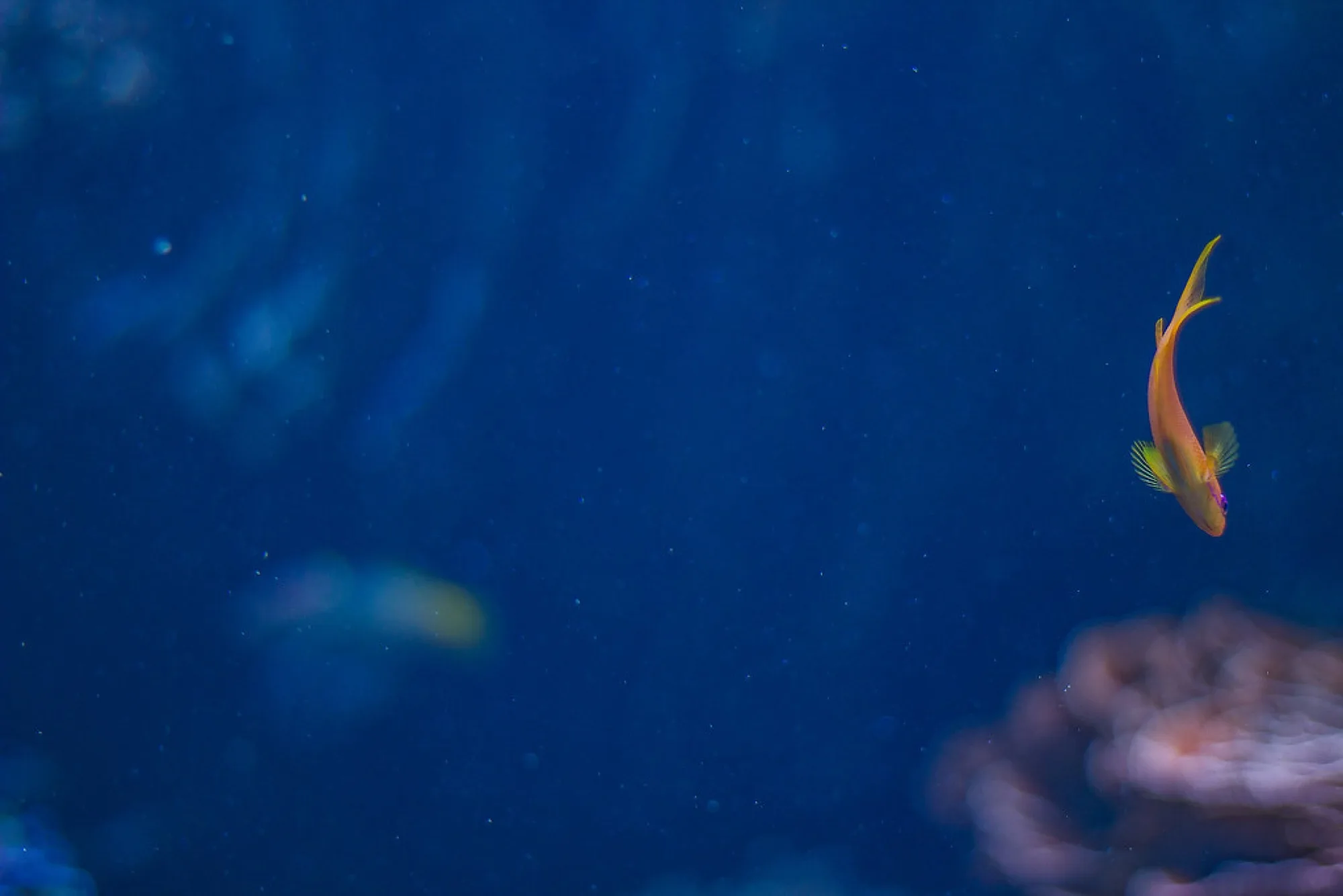 One fish, deep blue. Misc photography by Robin Mehdee, South Florida.