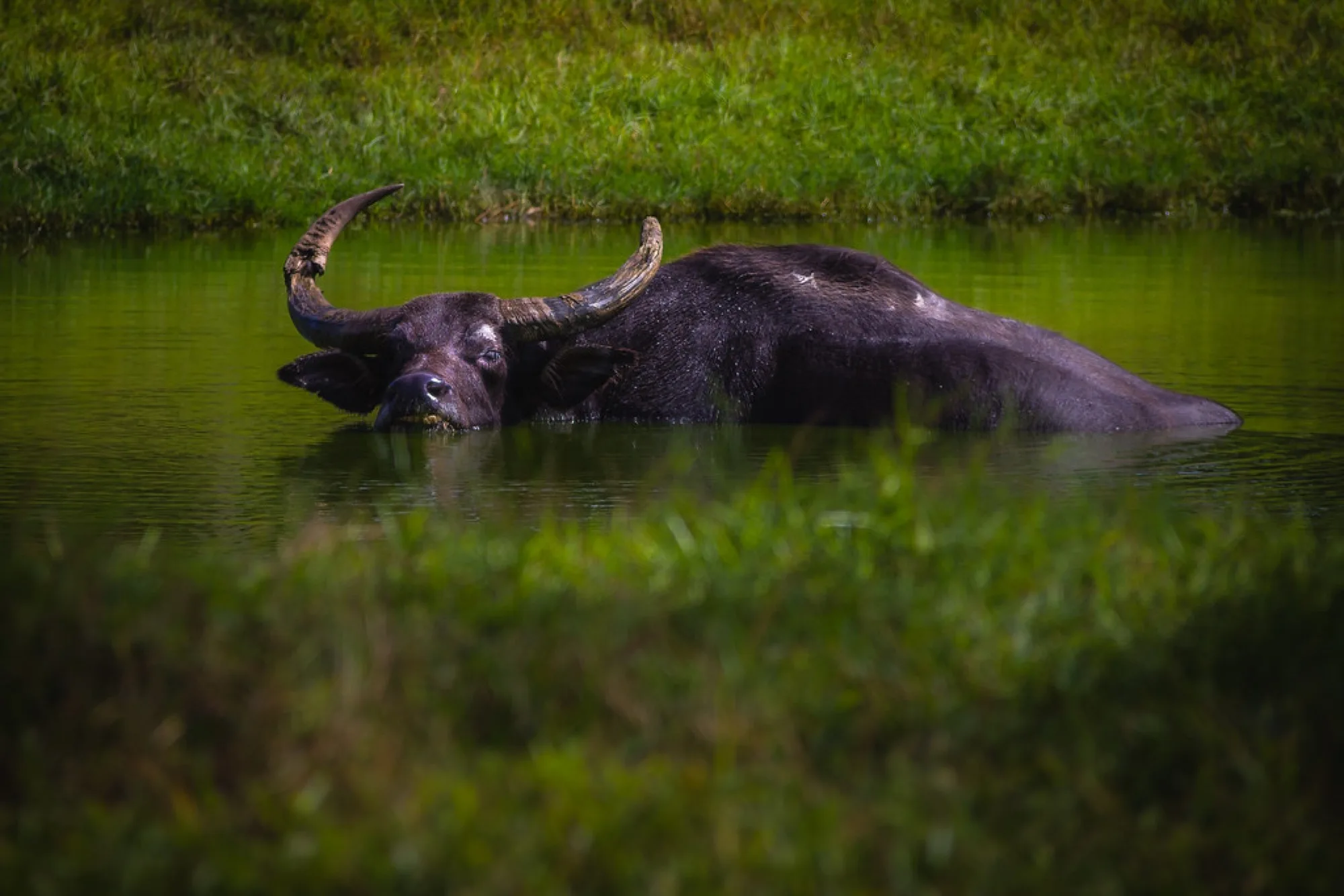 Water buffalo, cooling off. Misc photography by Robin Mehdee, South Florida.