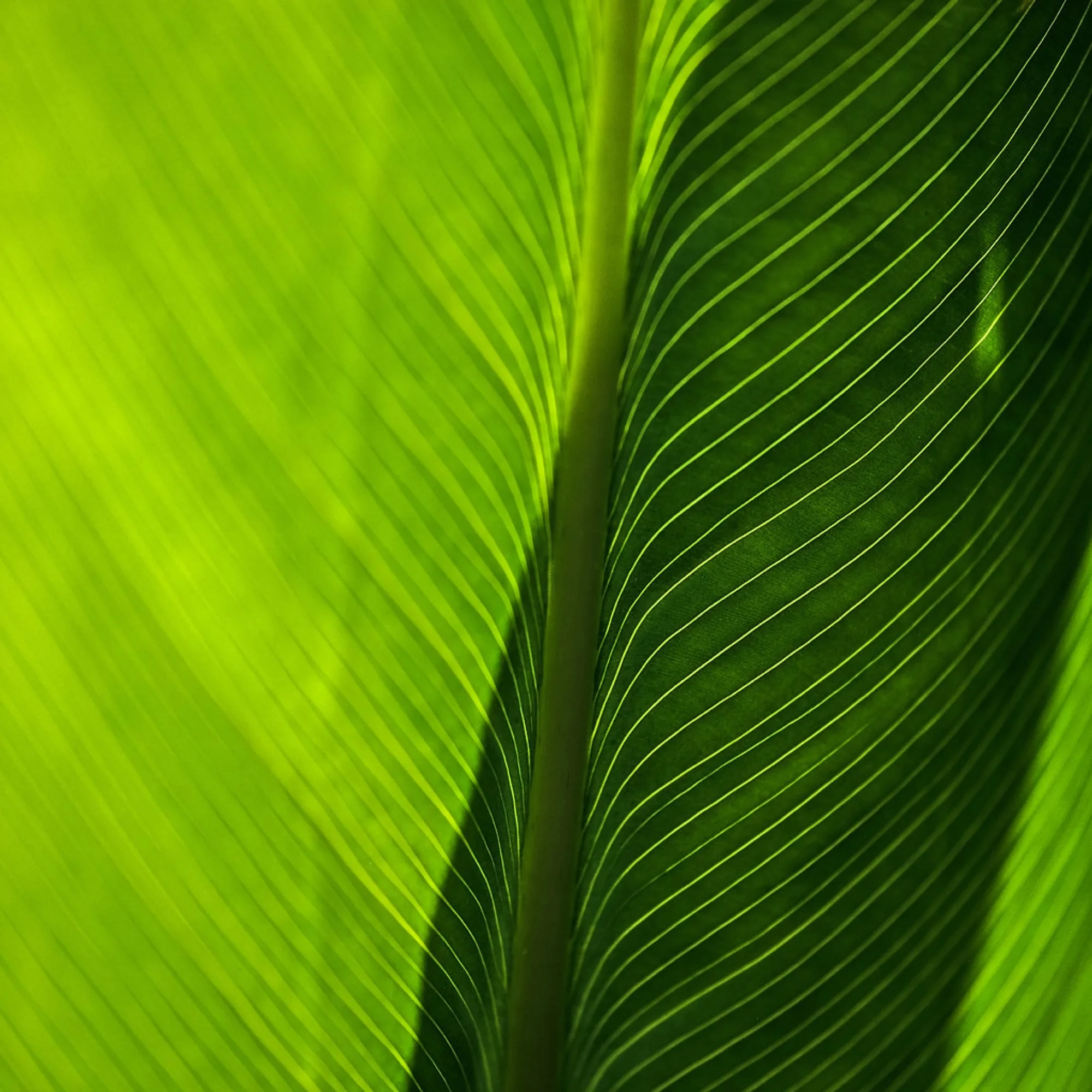 Backlit leaf. Nature photography by Robin Mehdee, South Florida.
