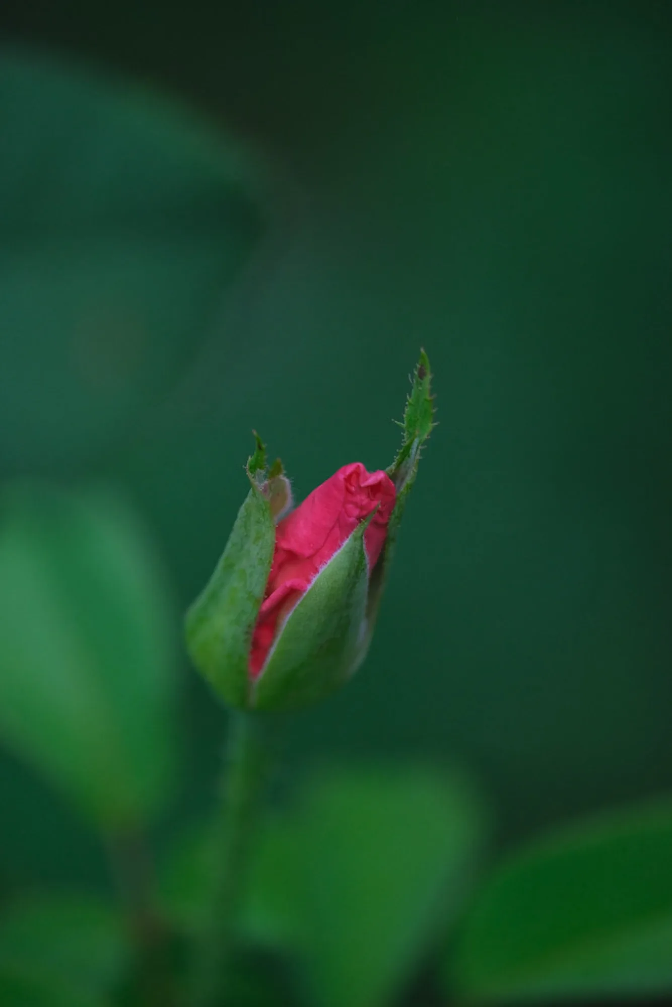 A rosebud, opening. Nature photography by Robin Mehdee, South Florida.