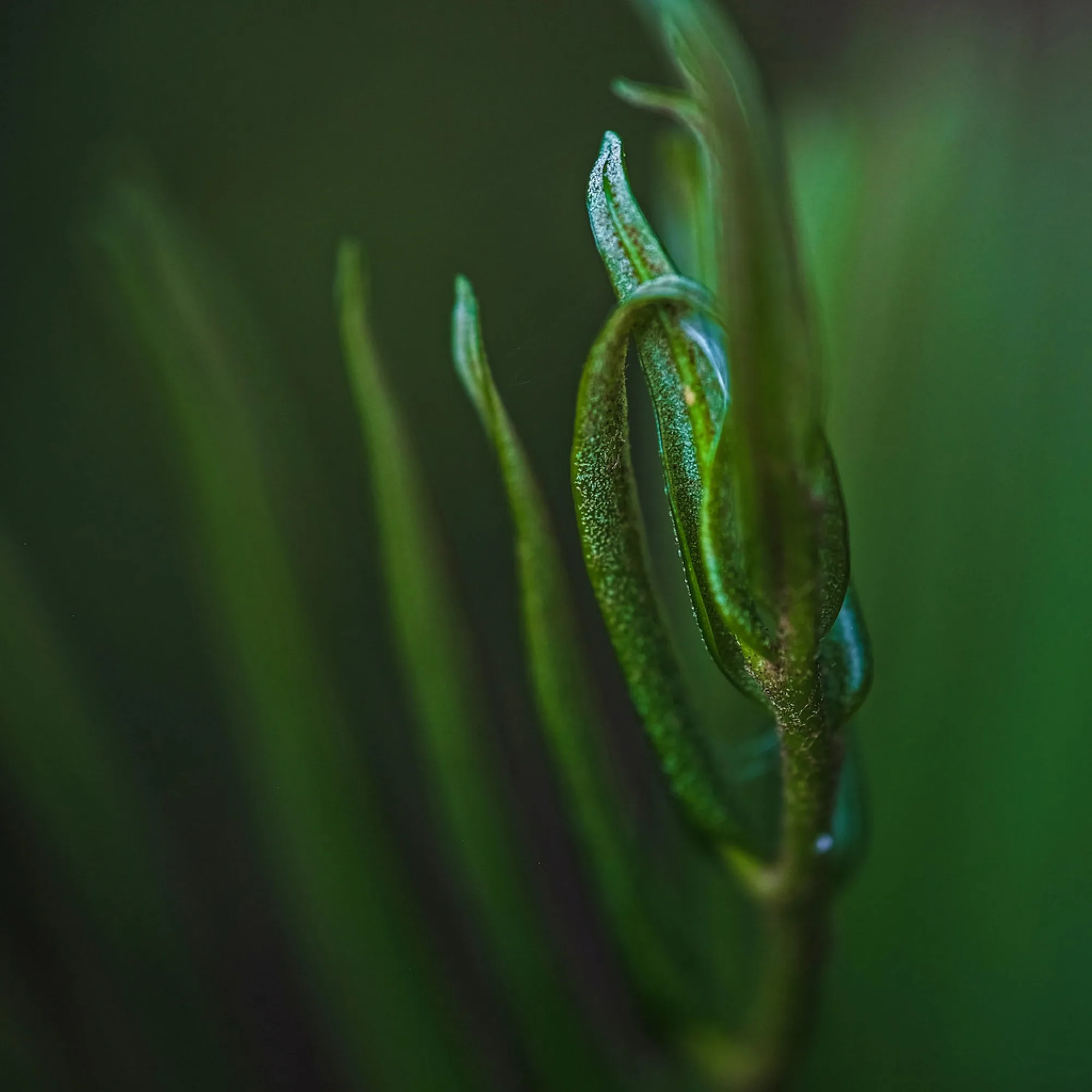 Unfurling. Nature photography by Robin Mehdee, South Florida.