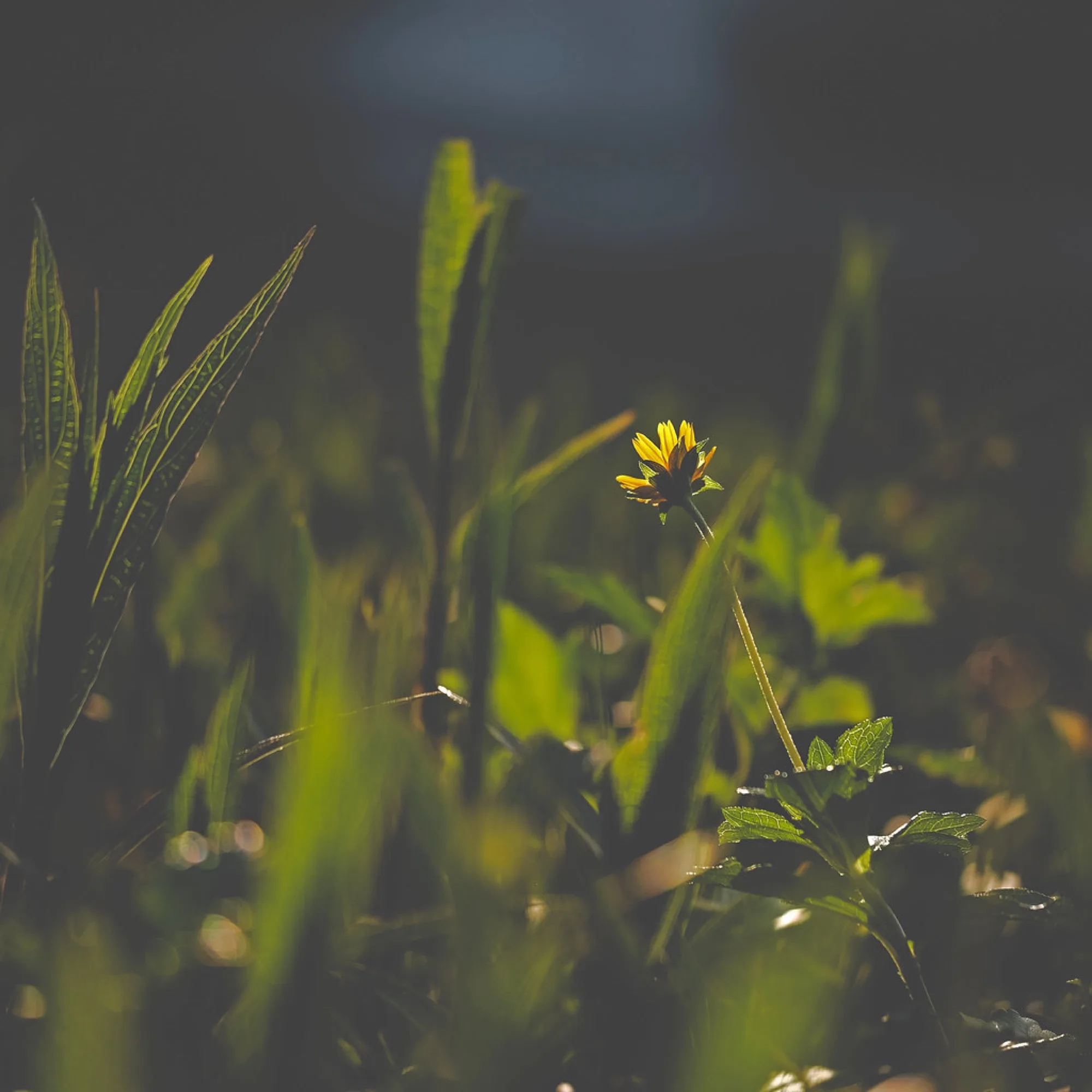 One bloom at golden hour. Nature photography by Robin Mehdee, South Florida.