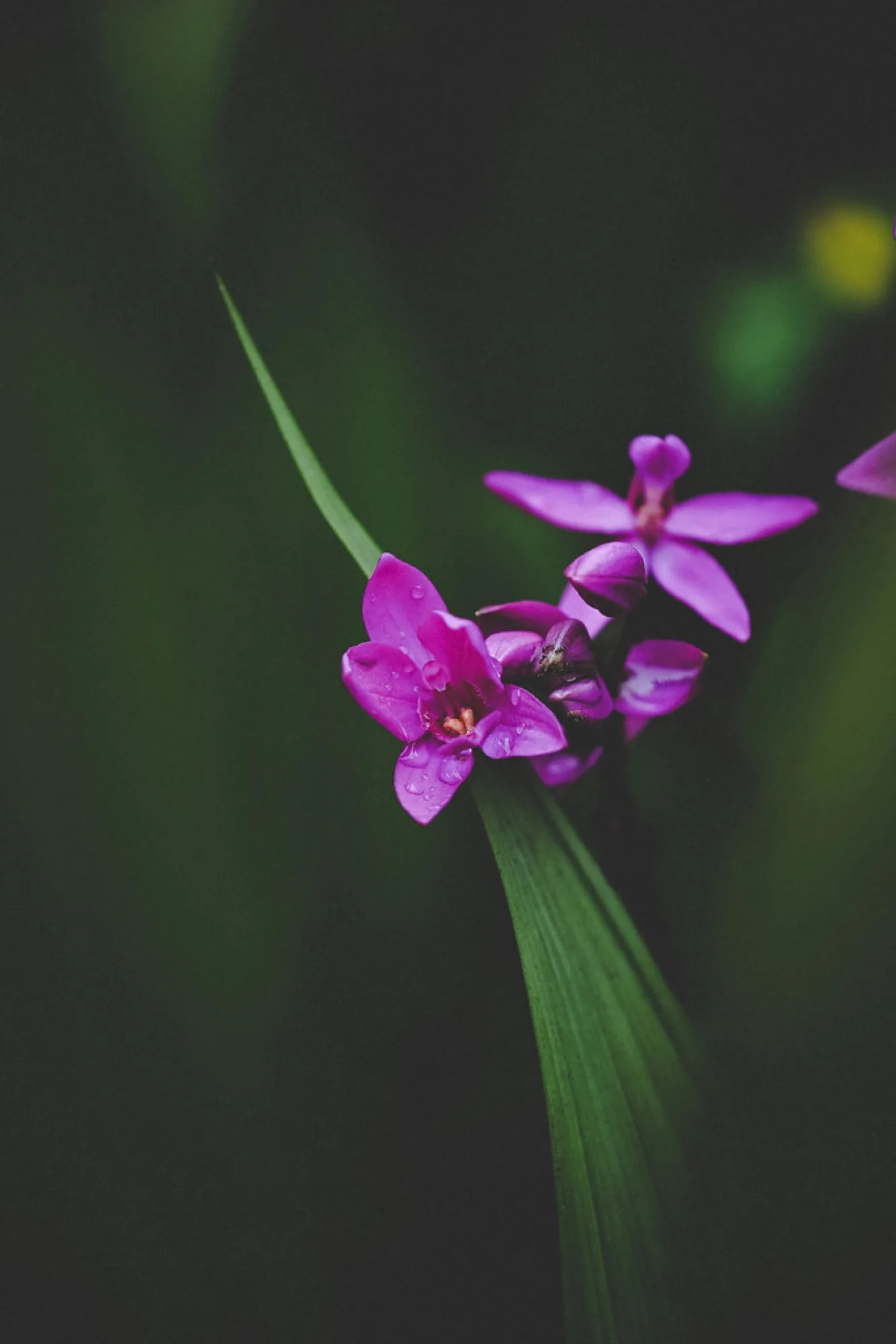 Ground orchid after rain. Nature photography by Robin Mehdee, South Florida.