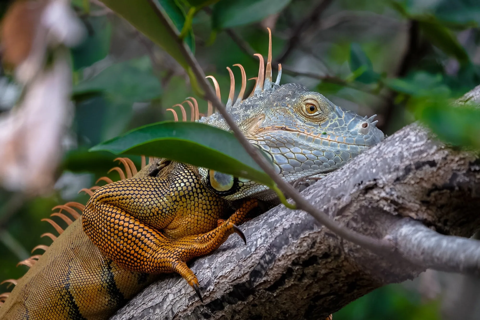 Green Iguana in breeding color. Reptiles photography by Robin Mehdee, South Florida.