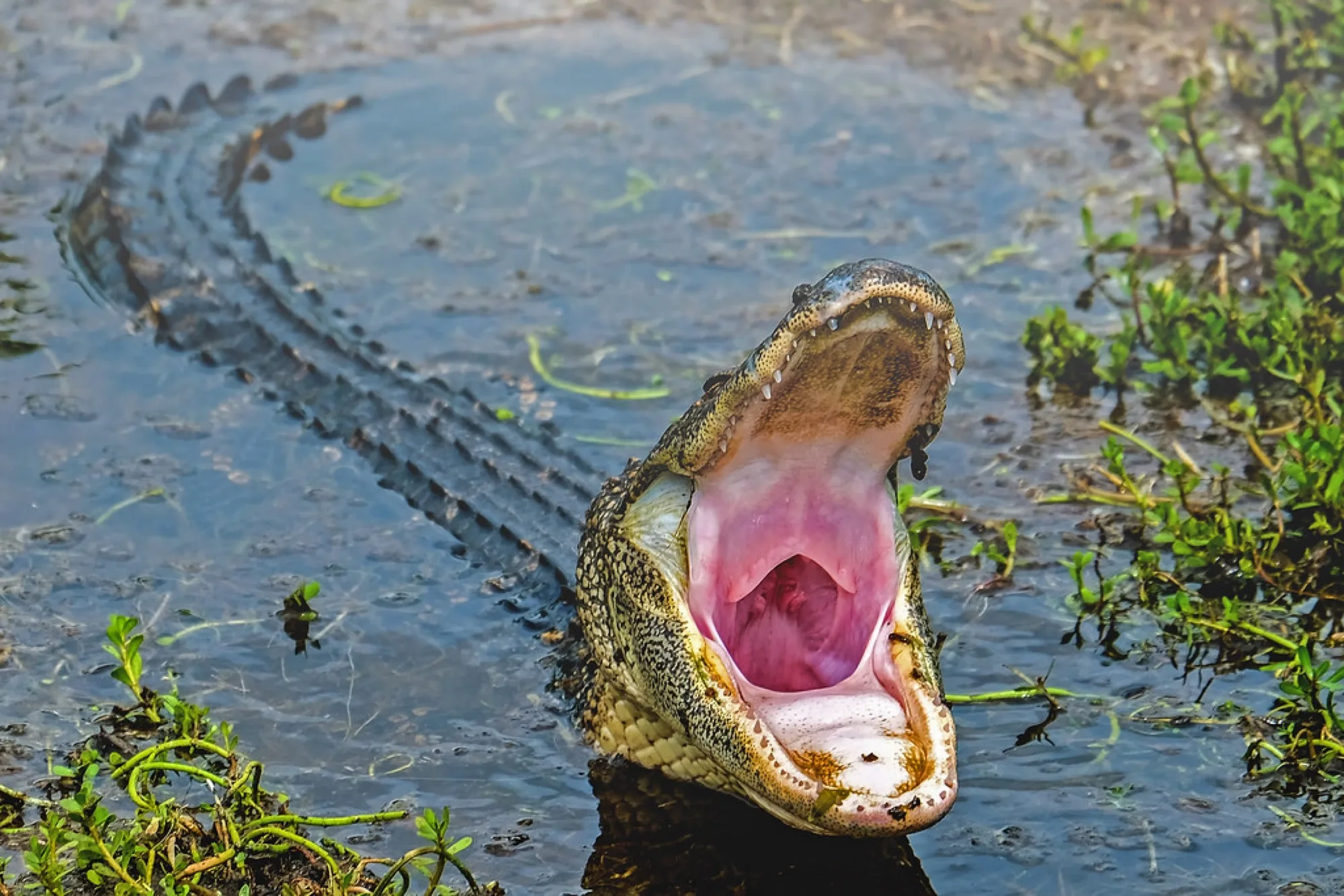 American Alligator, jaws wide. Reptiles photography by Robin Mehdee, South Florida.