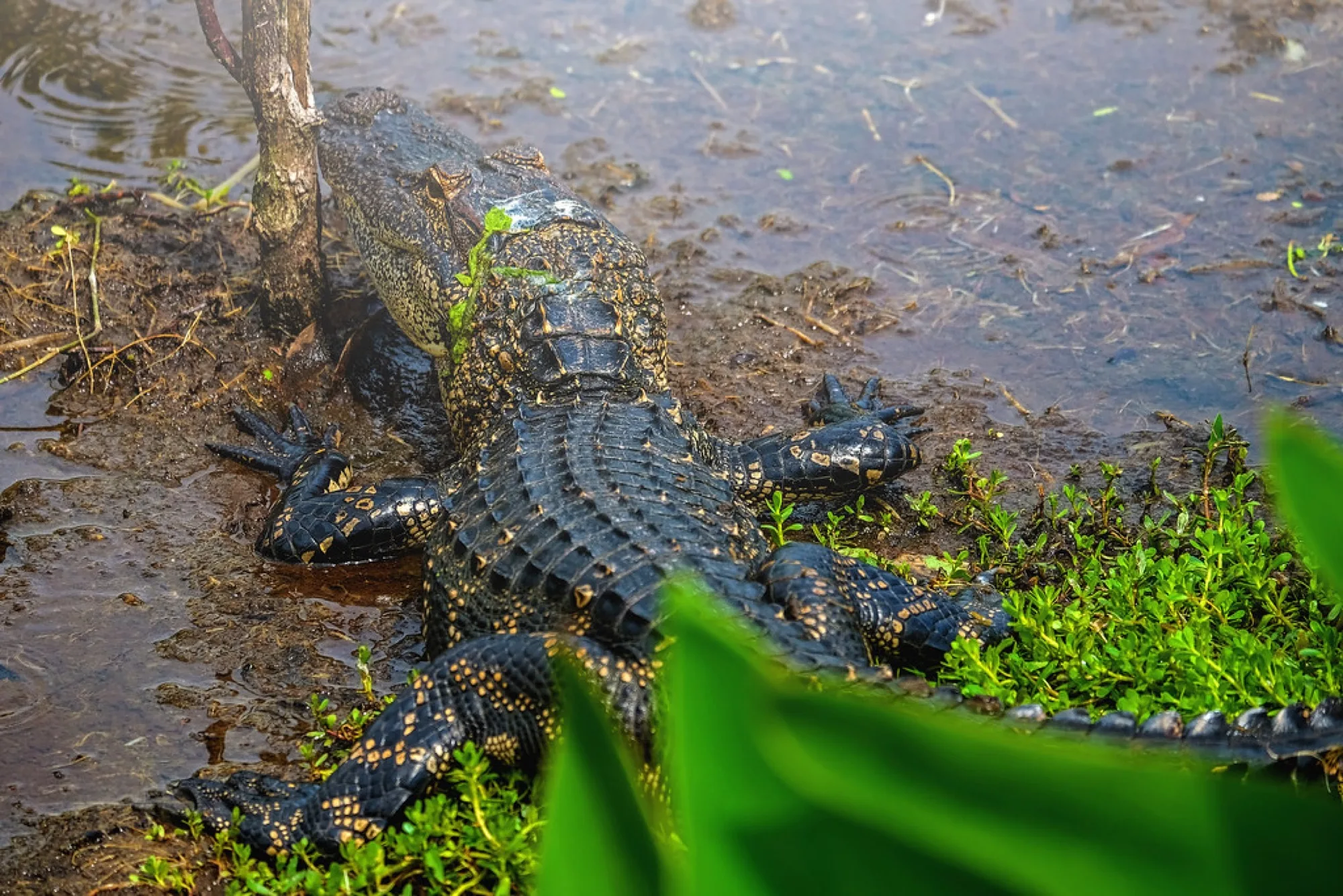 Young American Alligators. Reptiles photography by Robin Mehdee, South Florida.