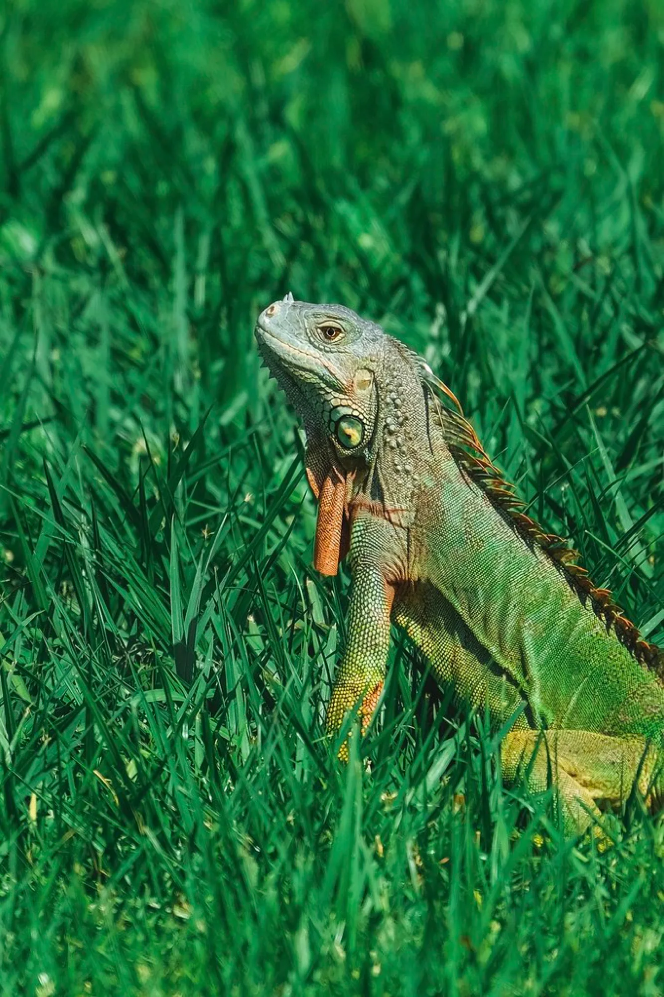 Green Iguana in the grass. Reptiles photography by Robin Mehdee, South Florida.