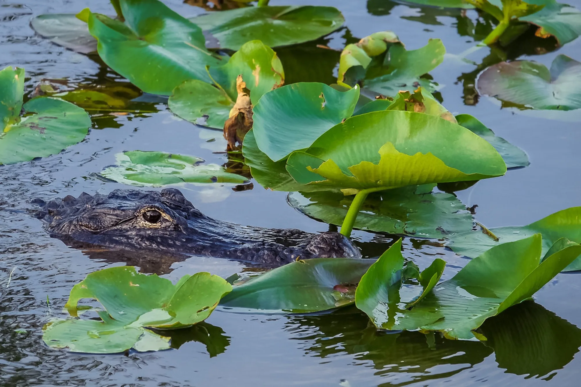 American Alligator in the lilies. Reptiles photography by Robin Mehdee, South Florida.