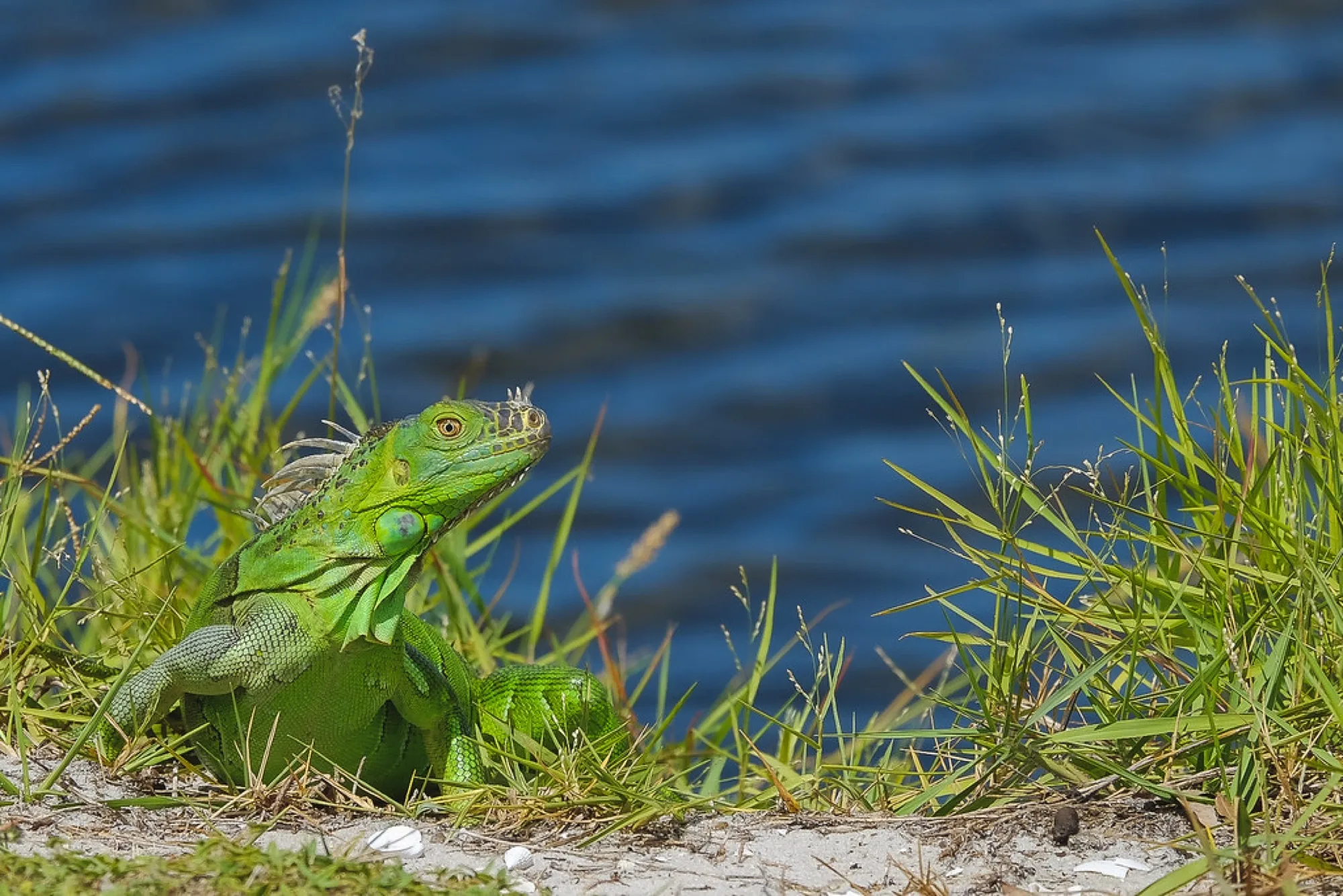 Green Iguana on the bank. Reptiles photography by Robin Mehdee, South Florida.