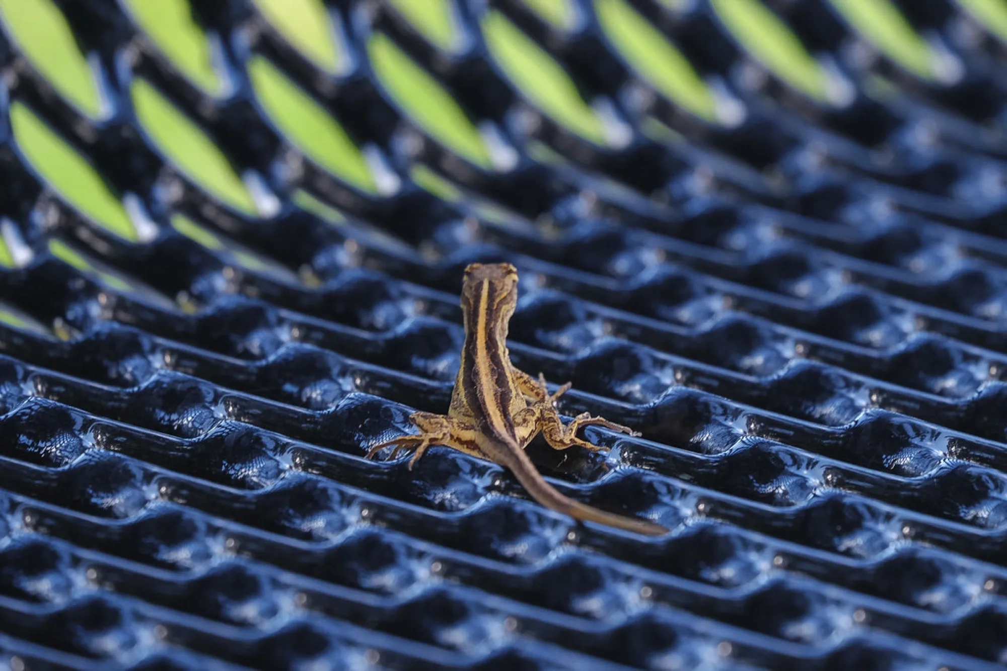 Brown Anole. Reptiles photography by Robin Mehdee, South Florida.